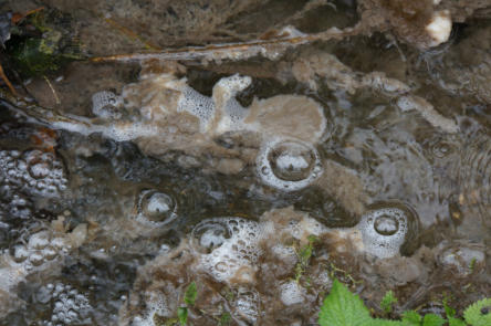 Abwasser mit Sphaerotilus